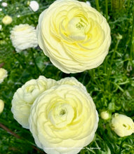 Načíst obrázek do prohlížeče Galerie, Pryskyřník - "Elegance®" - Crema, 10ks