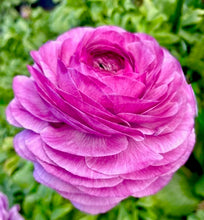 Načíst obrázek do prohlížeče Galerie, Pryskyřník- "Elegance®"- Milka, 10ks