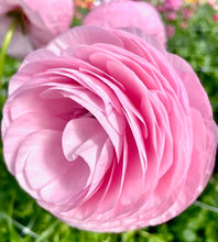 Načíst obrázek do prohlížeče Galerie, Pryskyřník - "Elegance®", Rosa Chiaro, 10ks