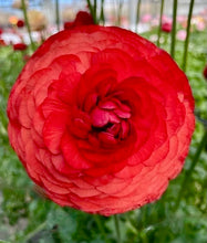 Načíst obrázek do prohlížeče Galerie, Pryskyřník - "Elegance®", Rosso, 5ks