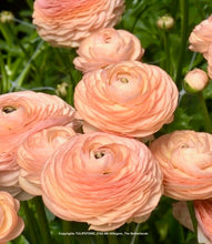 Načíst obrázek do prohlížeče Galerie, Pryskyřník -"Elegance®, Salmone, 10ks
