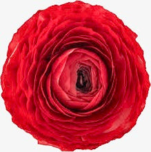 Načíst obrázek do prohlížeče Galerie, Pryskyřník - "Elegance®", Rosso, 5ks