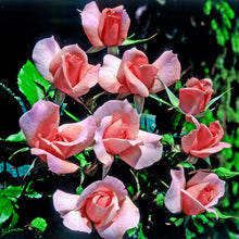 Načíst obrázek do prohlížeče Galerie, Růže - "RITA LEVI MONTALCINI®", nádoba 4l