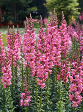 Načíst obrázek do prohlížeče Galerie, Hledík větší - "F1 Rocket", Rose shades