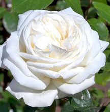 Načíst obrázek do prohlížeče Galerie, Růže - "PIERRE ARDITI® ,Meicalanq", sazenice 1ks