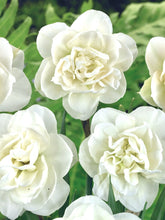 Načíst obrázek do prohlížeče Galerie, Narcis - "Rose of May", 4ks