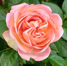 Načíst obrázek do prohlížeče Galerie, Růže - "AUGUSTE ESCOFFIER®, Meizasmyne", sazenice 1ks