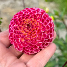 Načíst obrázek do prohlížeče Galerie, Jiřina - "Ryecroft Blackberry", 1ks