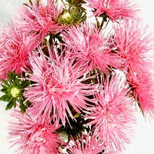 Načíst obrázek do prohlížeče Galerie, Astra čínská - "Valkyrie", Holländer, Salmon