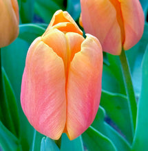 Načíst obrázek do prohlížeče Galerie, Tulipán - "Salmon Jimmy", 5ks, 10ks, nebo 50ks