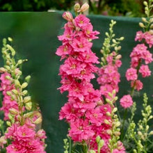 Načíst obrázek do prohlížeče Galerie, Ostrožka stračka - "Brisbane", Salmon Pink