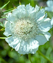 Načíst obrázek do prohlížeče Galerie, Hlaváč kavkazský - "Fama", White