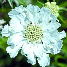 Načíst obrázek do prohlížeče Galerie, Hlaváč kavkazský - "Fama", White