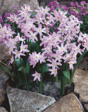 Načíst obrázek do prohlížeče Galerie, Ladoňka zářící - "Pink Giant", 6ks