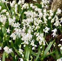 Načíst obrázek do prohlížeče Galerie, Ladoňka sibiřská - "Alba", 10ks