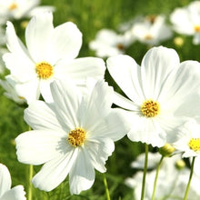 Načíst obrázek do prohlížeče Galerie, Krásenka zpeřená - "Sensation Purity"