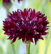 Načíst obrázek do prohlížeče Galerie, Chrpa - "Witching hour (Black boy)"