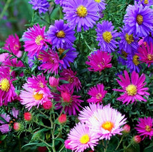 Načíst obrázek do prohlížeče Galerie, Astra čínská - "Palette", Pink