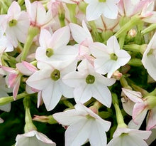 Načíst obrázek do prohlížeče Galerie, Okrasný tabák - "F1 Sirius, Perfume™", Appleblossom