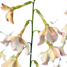 Načíst obrázek do prohlížeče Galerie, Okrasný tabák - "F1 Sirius, Perfume™", Appleblossom