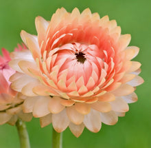 Načíst obrázek do prohlížeče Galerie, Slaměnka Listenatá- "Salmon Pink"