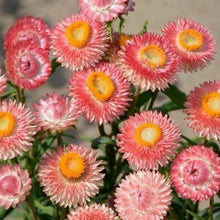 Načíst obrázek do prohlížeče Galerie, Slaměnka Listenatá- "Salmon Pink"