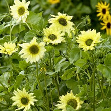 Načíst obrázek do prohlížeče Galerie, Slunečnice útlá - "Italian Green Heart"