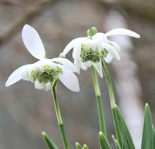Načíst obrázek do prohlížeče Galerie, Sněženka " Galanthus Flore pleno", 10ks
