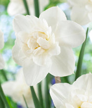 Načíst obrázek do prohlížeče Galerie, Narcis - "Snowball", 4ks