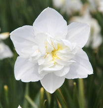 Načíst obrázek do prohlížeče Galerie, Narcis - "Snowball", 4ks