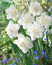 Načíst obrázek do prohlížeče Galerie, Narcis - "Snowball", 4ks