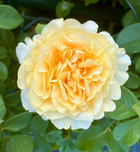 Načíst obrázek do prohlížeče Galerie, Růže - "SPLENDIDA®", sazenice 1ks