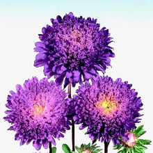 Načíst obrázek do prohlížeče Galerie, Astra čínská - "Standy", Deep Blue