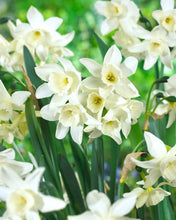 Načíst obrázek do prohlížeče Galerie, Narcis - "Starlight Sensation", 5ks