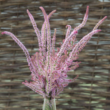 Načíst obrázek do prohlížeče Galerie, Statice (Limonka) - "Suworowa", Pink Poker