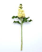 Načíst obrázek do prohlížeče Galerie, Fiala sivá - "Stock, Mathilda", Yellow