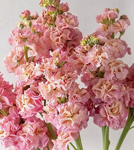 Načíst obrázek do prohlížeče Galerie, Fiala sivá - "StoX®", Champagne