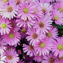 Načíst obrázek do prohlížeče Galerie, Astra čínská - "Palette", Pink