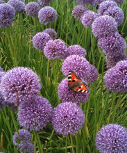 Načíst obrázek do prohlížeče Galerie, Okrasný česnek - "Summer Beauty", 2ks