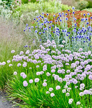 Načíst obrázek do prohlížeče Galerie, Okrasný česnek - "Summer Beauty", 2ks