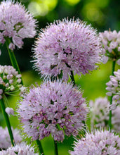 Načíst obrázek do prohlížeče Galerie, Okrasný česnek - "Summer Beauty", 2ks