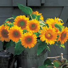 Načíst obrázek do prohlížeče Galerie, Slunečnice roční - "F1 Sunrich", Gold