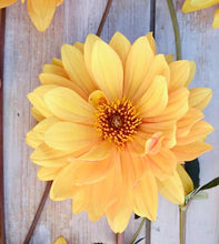 Načíst obrázek do prohlížeče Galerie, Jiřina - "Sunrich Orange", 1ks