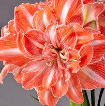 Načíst obrázek do prohlížeče Galerie, Hvězdník (Amaryllis) -"Sunshine (Sunny) Nymph"®, 1ks
