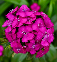 Načíst obrázek do prohlížeče Galerie, Hvozdík bradatý - "F1 Sweet", Neon Purple