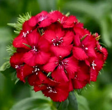 Načíst obrázek do prohlížeče Galerie, Hvozdík bradatý - "F1, Sweet", Cherry