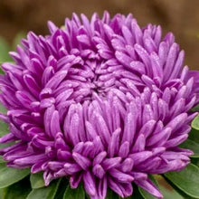 Načíst obrázek do prohlížeče Galerie, Astra - "Syringa", Violet Blue