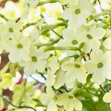 Načíst obrázek do prohlížeče Galerie, Okrasný tabák - "F1 Sirius, Perfume™", Lime