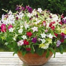 Načíst obrázek do prohlížeče Galerie, Okrasný tabák - "Tinkerbells F2", Mix barev