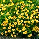 Načíst obrázek do prohlížeče Galerie, Aksamitník (Afrikán) tenkolistý - "Ursula"